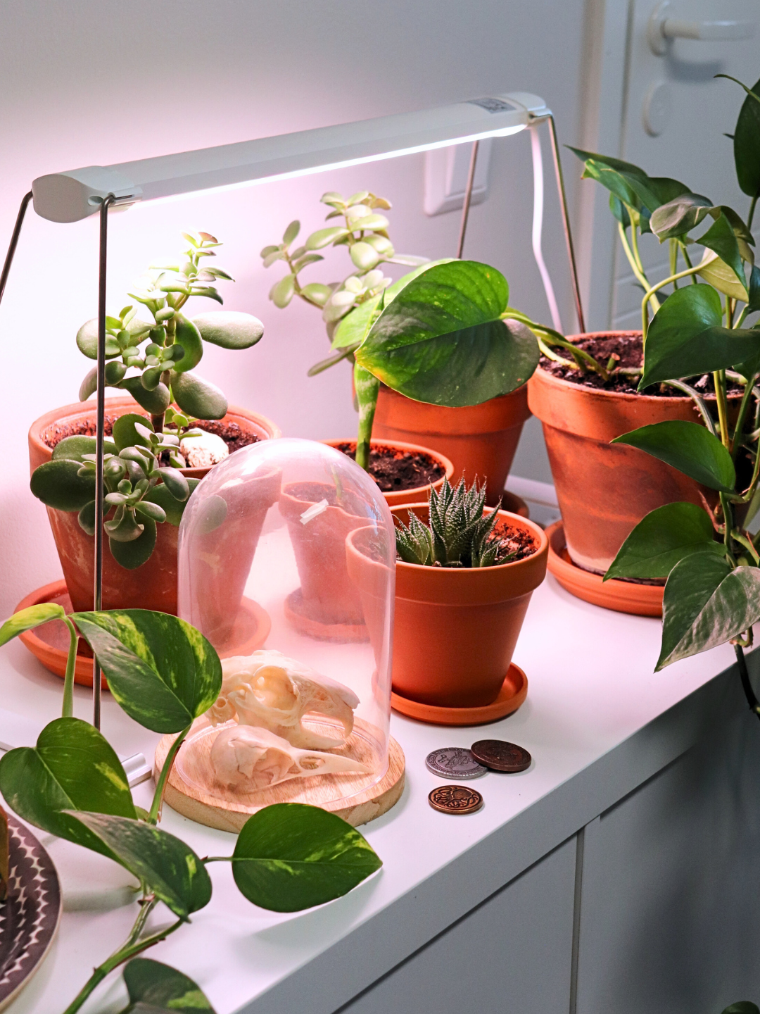 Viherkasveja kasvivalon alla sekä sekalaisia sisustustarvikkeita.