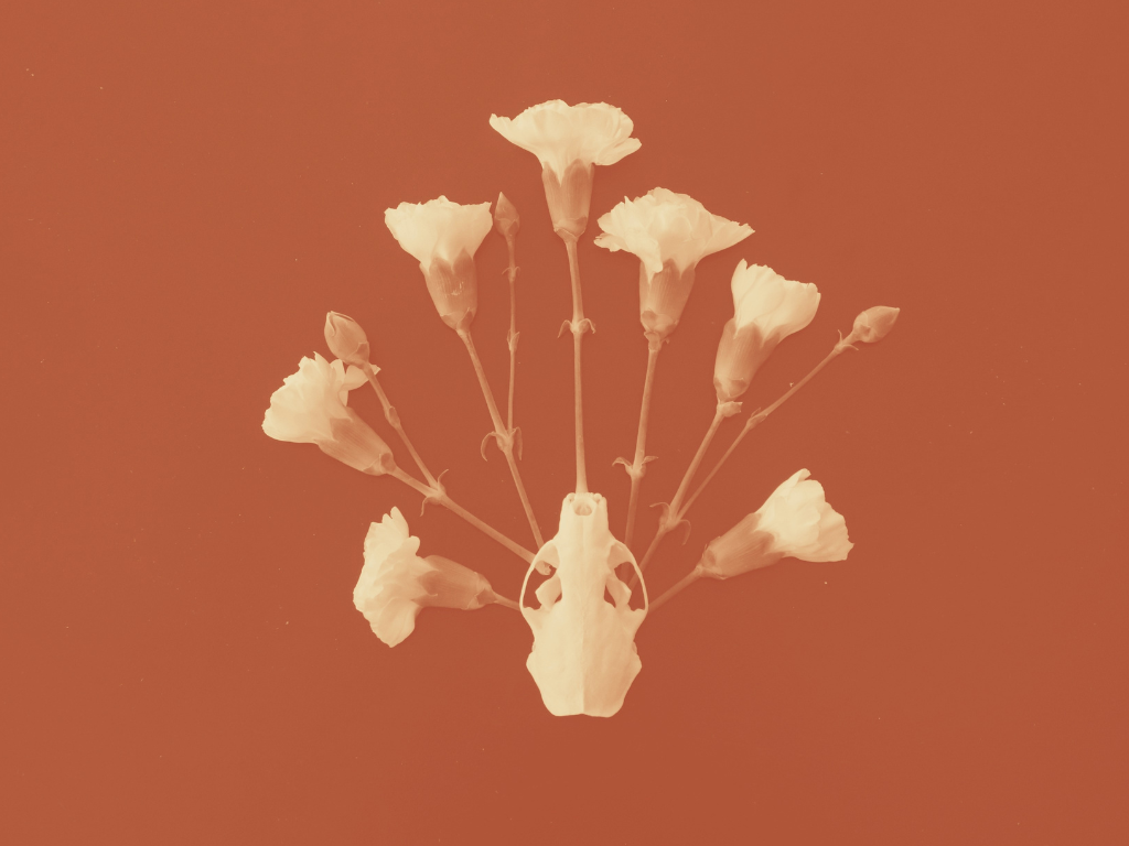 Minkin kallo ja neilikoita asetelmana.