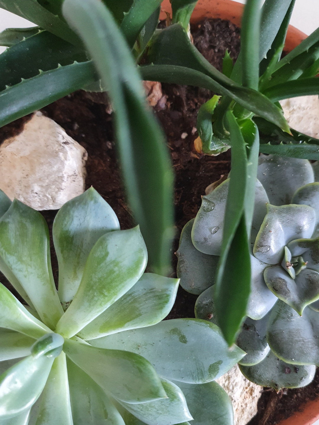 Viher- ja mehikasveja kukkaruukussa.